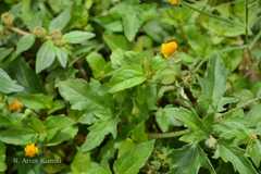 Spilanthes calva